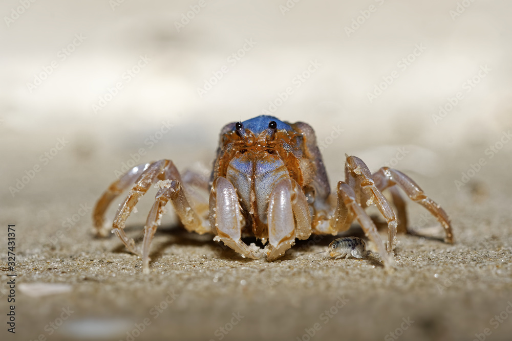 Soldier Crab - Mictyris platycheles species of crab found on mudflats on the east coast of Australia from Tasmania and Victoria to Queensland, live in large groups, so commonly called soldier crabs