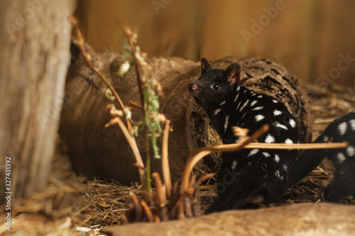 Eastern Quoll - Dasyurus viverrinus also the eastern native cat, medium-sized carnivorous dasyurid marsupial native to Australia, widespread and even locally common in Tasmania photo