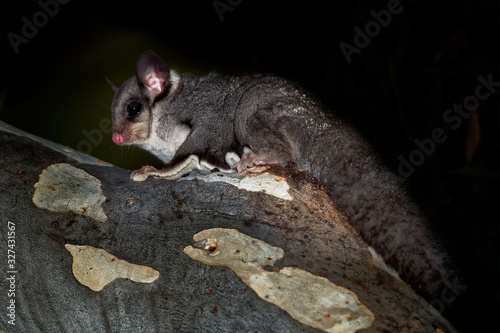Sugar Glider - Petaurus breviceps small, omnivorous, arboreal, and nocturnal gliding possum belonging to the marsupial infraclass living,  endemic to Australia, New Guinea, introduced to Tasmania photo