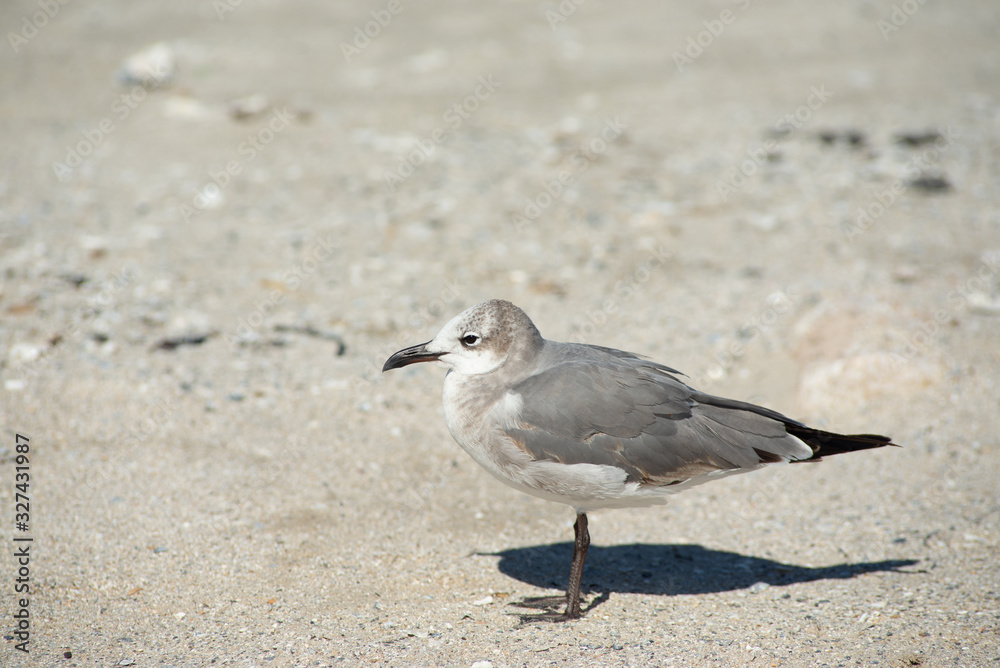 Obraz premium Seagulls in Texas