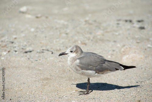 Seagulls in Texas