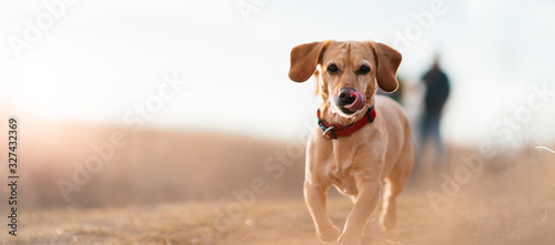 Small Yellow Dog Running Through Field