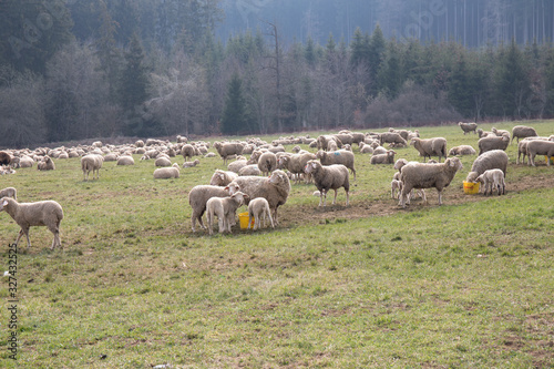 Scharfe auf der Weide