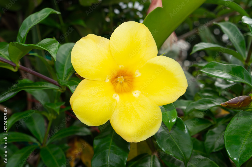 street flowers of brazilians neigborhood street flowers of brazilians neigborhood