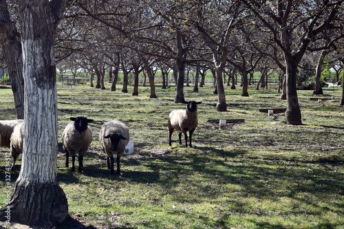 Sheep in walnut orchard