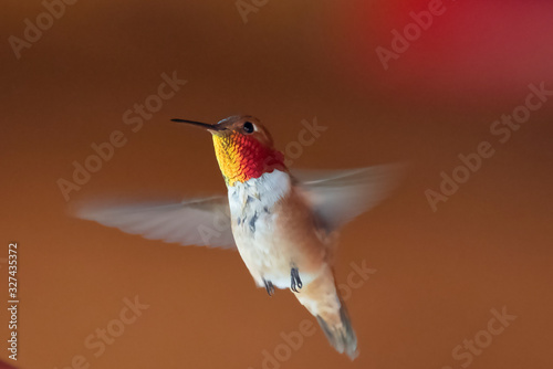 Canvas Print Hummingbird flying around with unsharp wings a brown background, British Columbi
