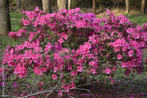 flowers in garden