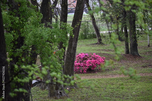 trees in the park
