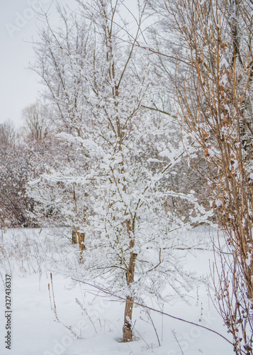 Snowy Tree © Ann