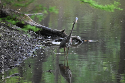 great blue heron in water
