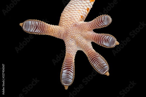 Close-up of the sole of a tokay gecko foot, Indonesia photo