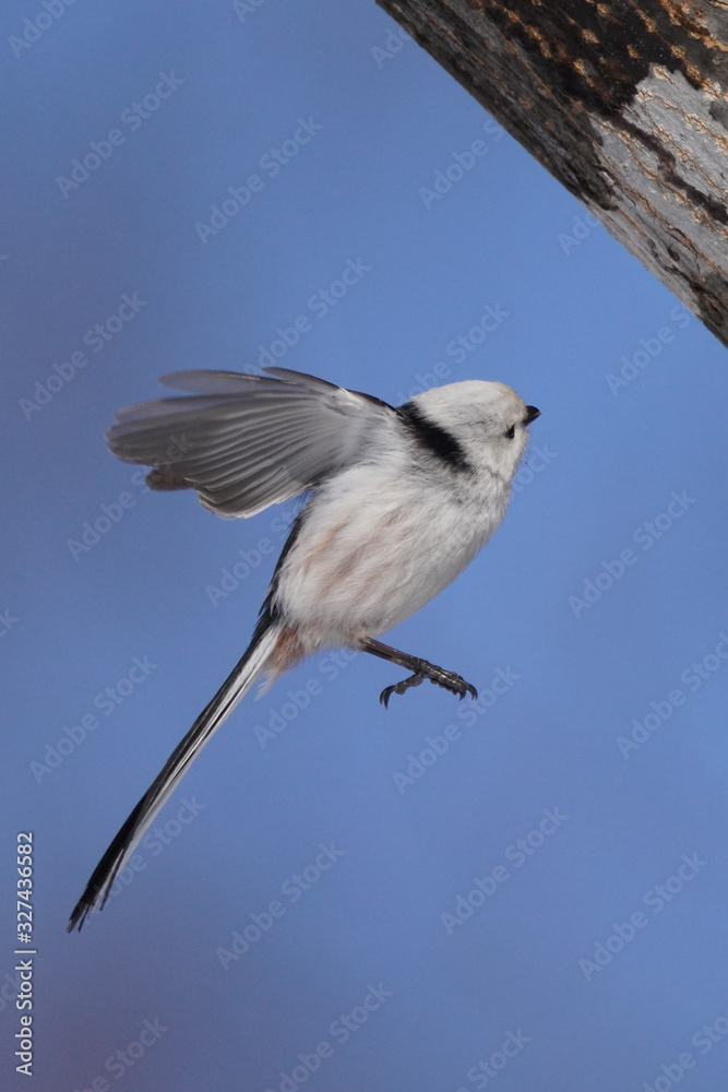 Fototapeta premium シマエナガ