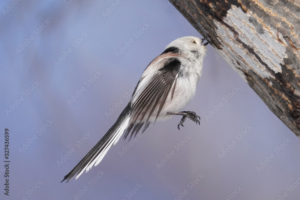 Fototapeta premium シマエナガ