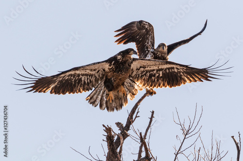 Bald eagle juveniles landing on a perch
