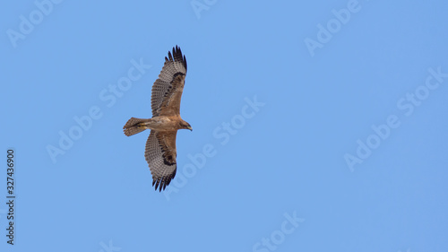Bonelli's eagle, Aquila fasciata