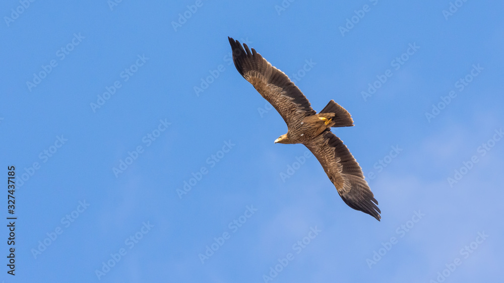 Obraz premium Eastern imperial eagle