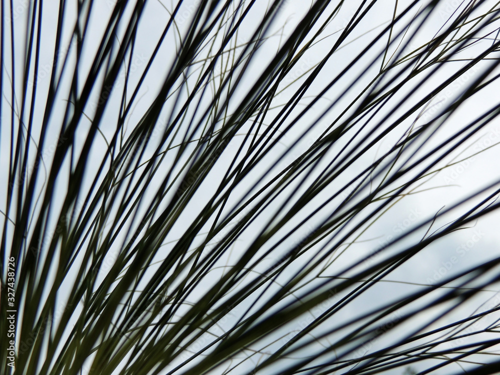 Obraz premium Papyrus sedge in spring during flowering