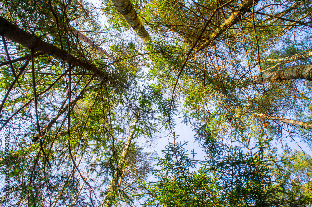 Fototapeta premium View of the treetops. Coniferous forest crowns for background