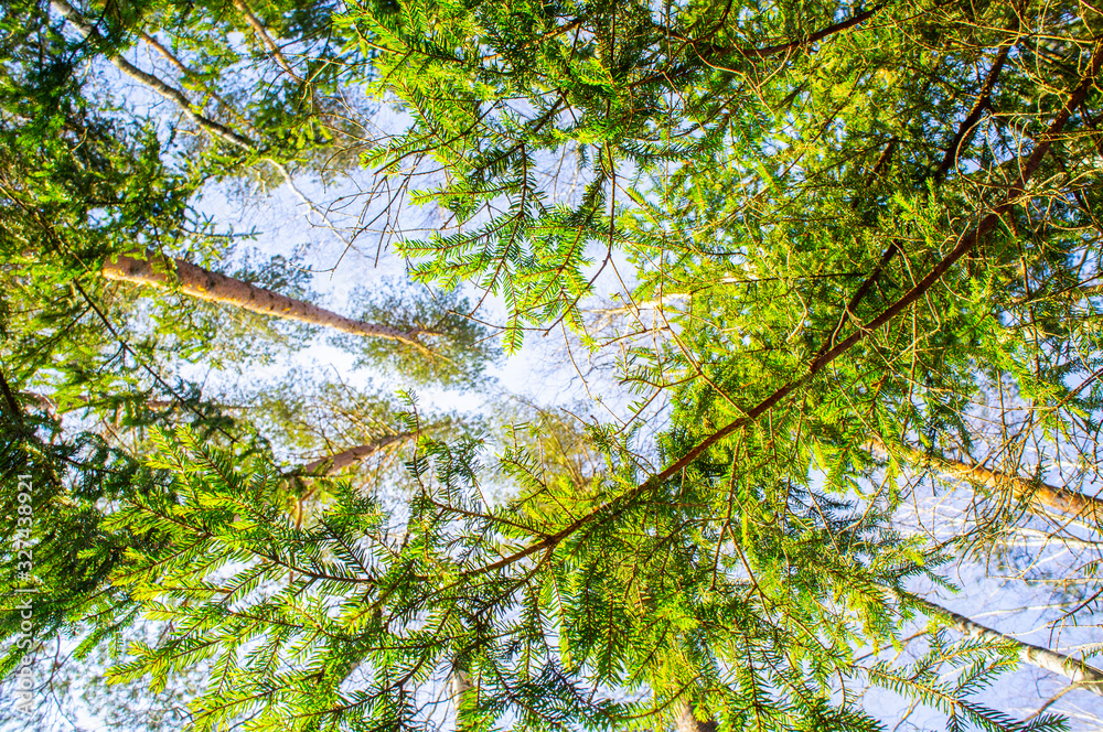 Fototapeta premium View of the treetops. Coniferous forest crowns for background