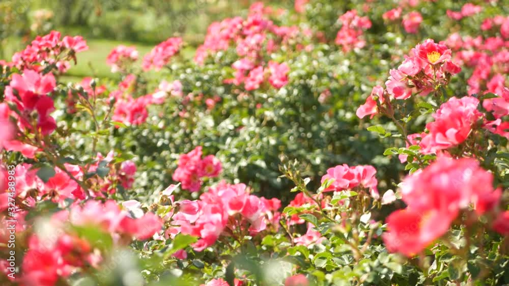 English roses garden. Rosarium Floral background. Tender flowers Blooming, honey bee collects pollen. Close-up of rosary flower bed. Flowering bush, selective focus with insects and delicate petals English roses garden. Rosarium Floral background. Tender flowers Blooming, honey bee collects pollen. Close-up of rosary flower bed. Flowering bush, selective focus with insects and delicate petals
