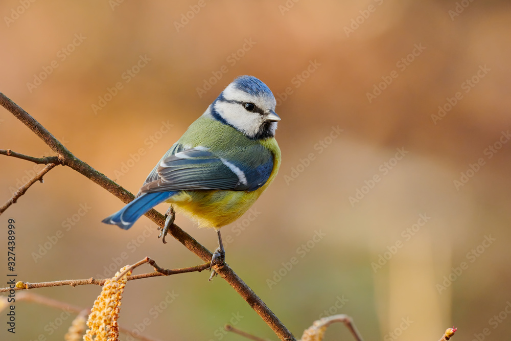 Fototapeta premium Eurasian blue tit,Cyanistes caeruleus.