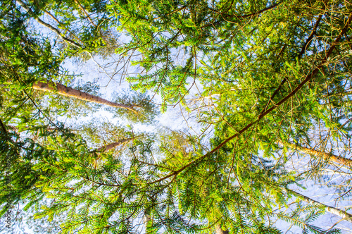 View of the treetops. Coniferous forest crowns for background