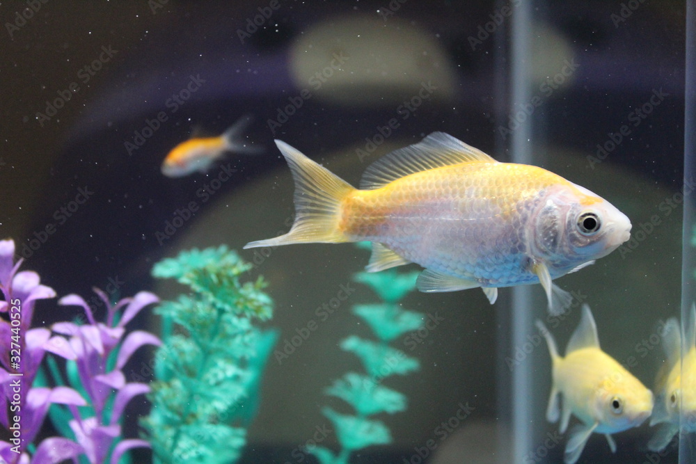 Fototapeta premium fish in aquarium