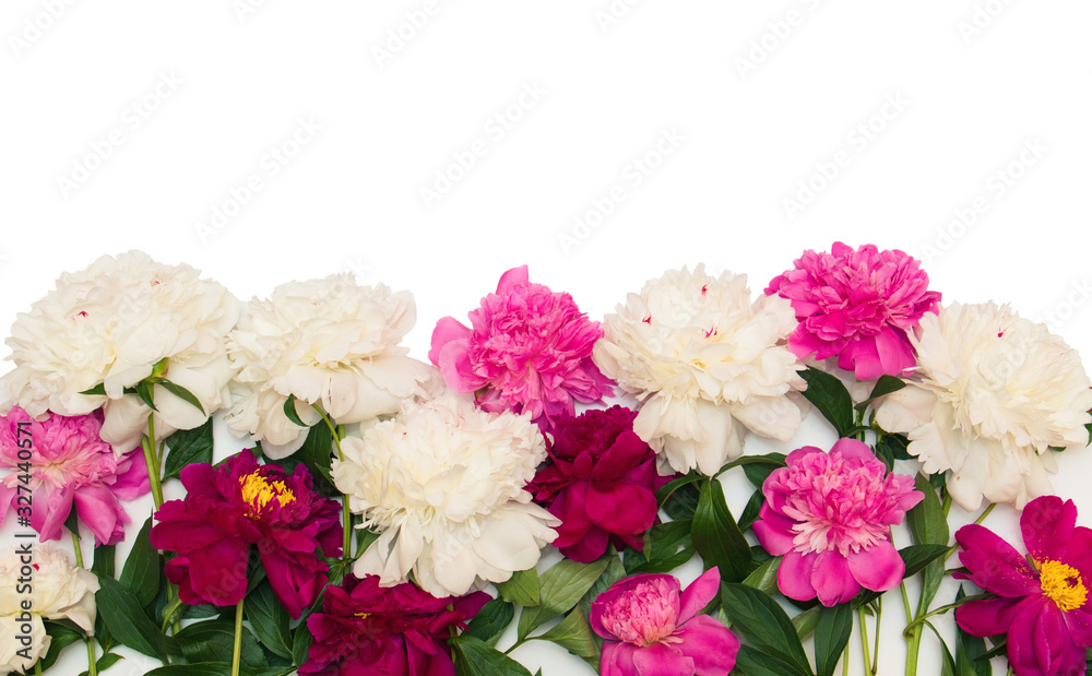 Obraz premium Many fresh peony flowers isolated on white background