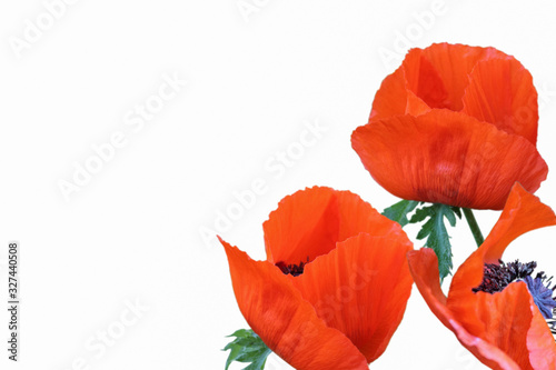 Poppy flowers and buds, a flowers of memory for those killed in the war, veterans. Concept Memorial Day. Isolated on white.