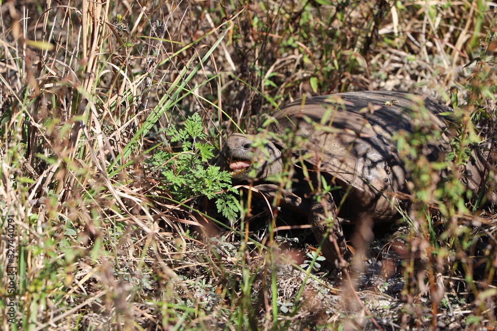 Tortoise with head peeking through the undergrowth