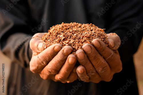 Sawdust or a lot of wood chips in the hands of men, for making compost for cultivation.
