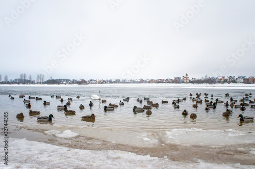 Winter city pond with wild ducks