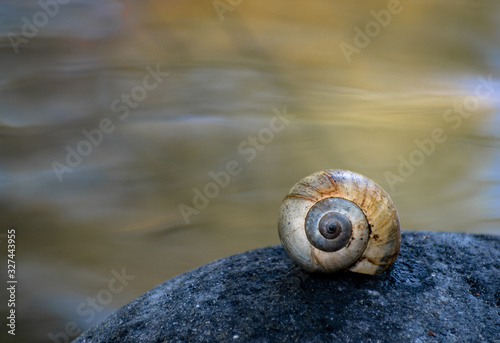 Spiral shell of a mollusk or snail