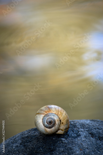 Spiral shell of a mollusk or snail