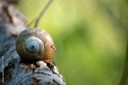 mollusk shell or snail on tree branch