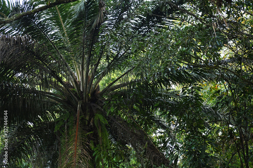 Palm tree viewed from underneath © Switch Lab