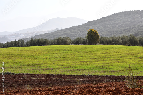 Panoramic of cultivated fields in Andalusia
