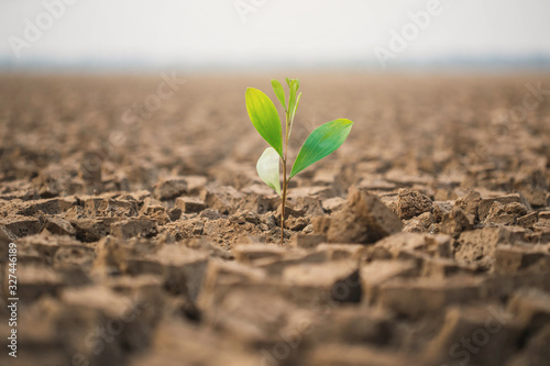 Slika na platnu Boy hands are planting the seedlings into the arid soil