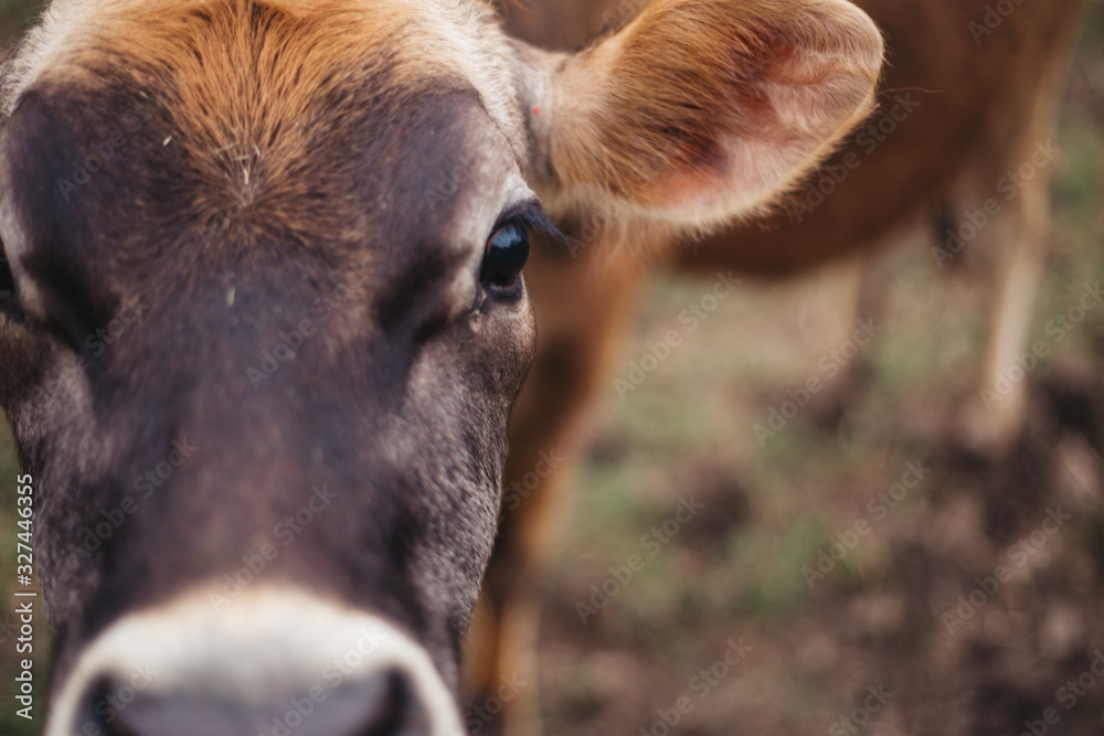 Fototapeta premium Cow