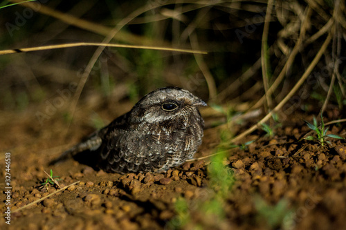 Nightbird photo