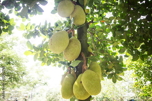 Jackfruit tree background. Fruit garden in Vietnam. Raw Asian fruit growing on a tree. photo