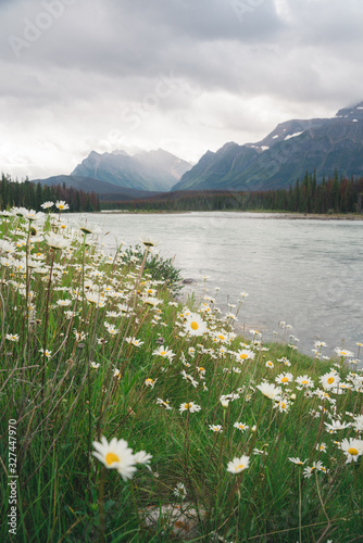 Cloudy Nature Landscape in Banff National Park in the Canadian Rockies during Cloudy Weather with Flowers, River, and Mountains © Ernest