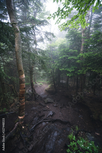 Forest Landscape in the Adirondack Mountains in the United States during foggy and misty weather
