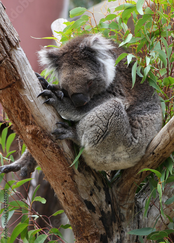 Fototapeta Naklejka Na Ścianę i Meble -  Koala sleeping in a tree, Cleland, Australia
