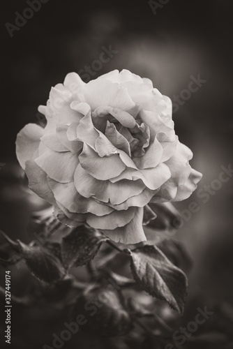 Detail of a tea rose in black and white