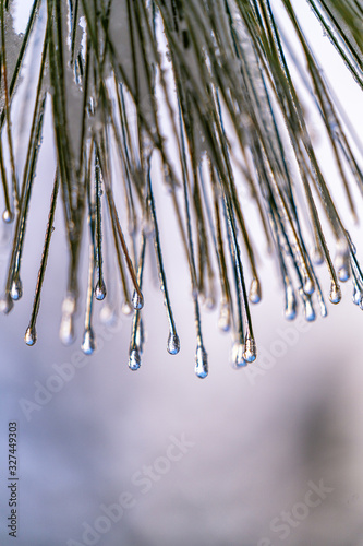 Frozen Water Droplets On Pine Trees photo