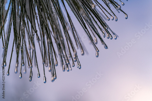 Frozen Water Droplets On Pine Trees