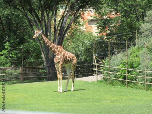Photography Giraffe