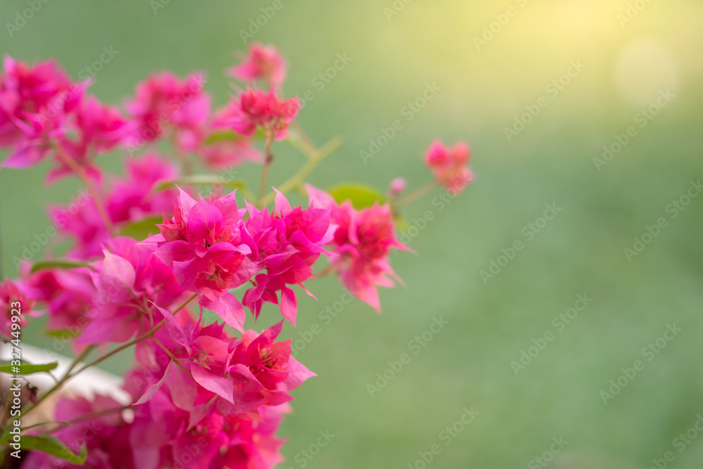 Spring background. Beautiful blossom pink Bougainvillea during spring period. Spring background. Beautiful blossom pink Bougainvillea during spring period.