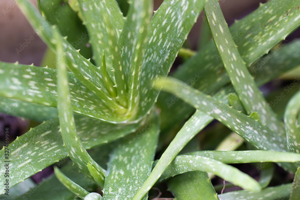 Growing Aloe vera plant in garden. Growing Aloe vera plant in garden.